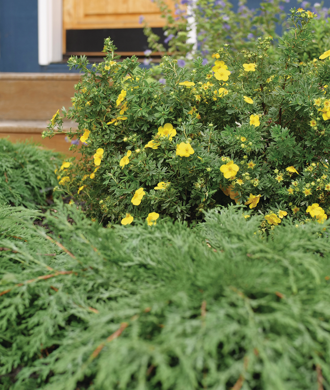 Happy Face® Yellow (Potentilla)