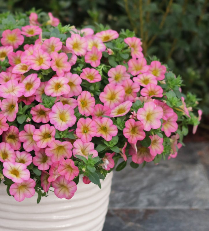 Superbells® Honeyberry™ (Calibrachoa hybrid)