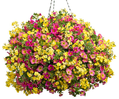 Superbells® Honeyberry™ (Calibrachoa hybrid)