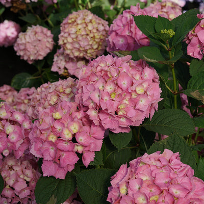 Let's Dance Sky View Let's Dance Sky View Reblooming Hydrangea up close.