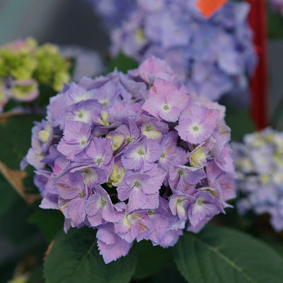 Let's Dance Sky View Let's Dance Sky View Reblooming Hydrangea up close.