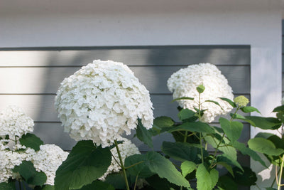 Incrediball® Smooth Hydrangea (Arborescens)