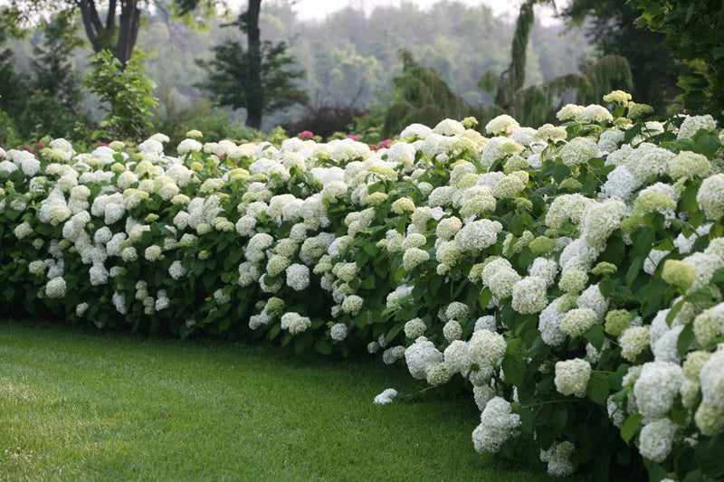 Incrediball® Smooth Hydrangea (Arborescens)