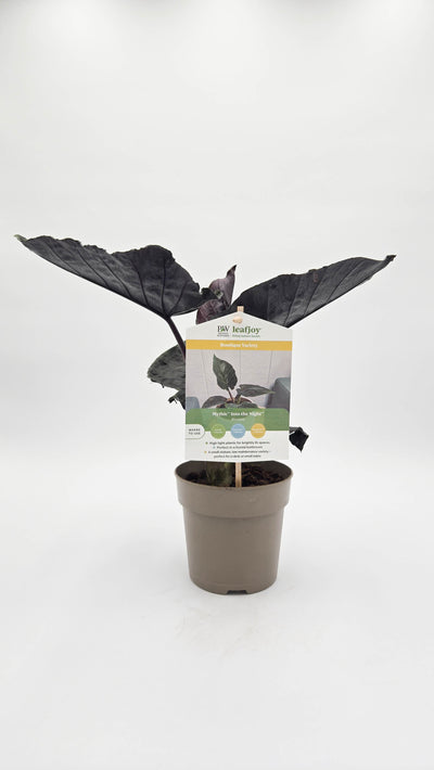 leafjoy® Mythic® Into the Night™ Jewel Alocasia (Alocasia hybrid)