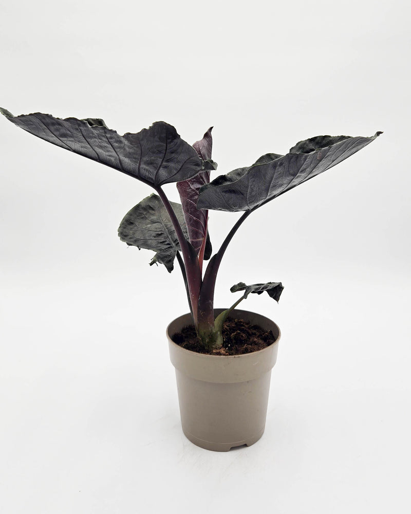 leafjoy® Mythic® Into the Night™ Jewel Alocasia (Alocasia hybrid)