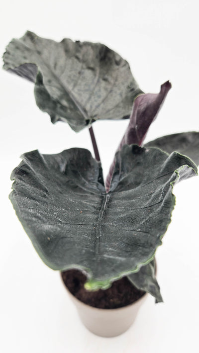 leafjoy® Mythic® Into the Night™ Jewel Alocasia (Alocasia hybrid)