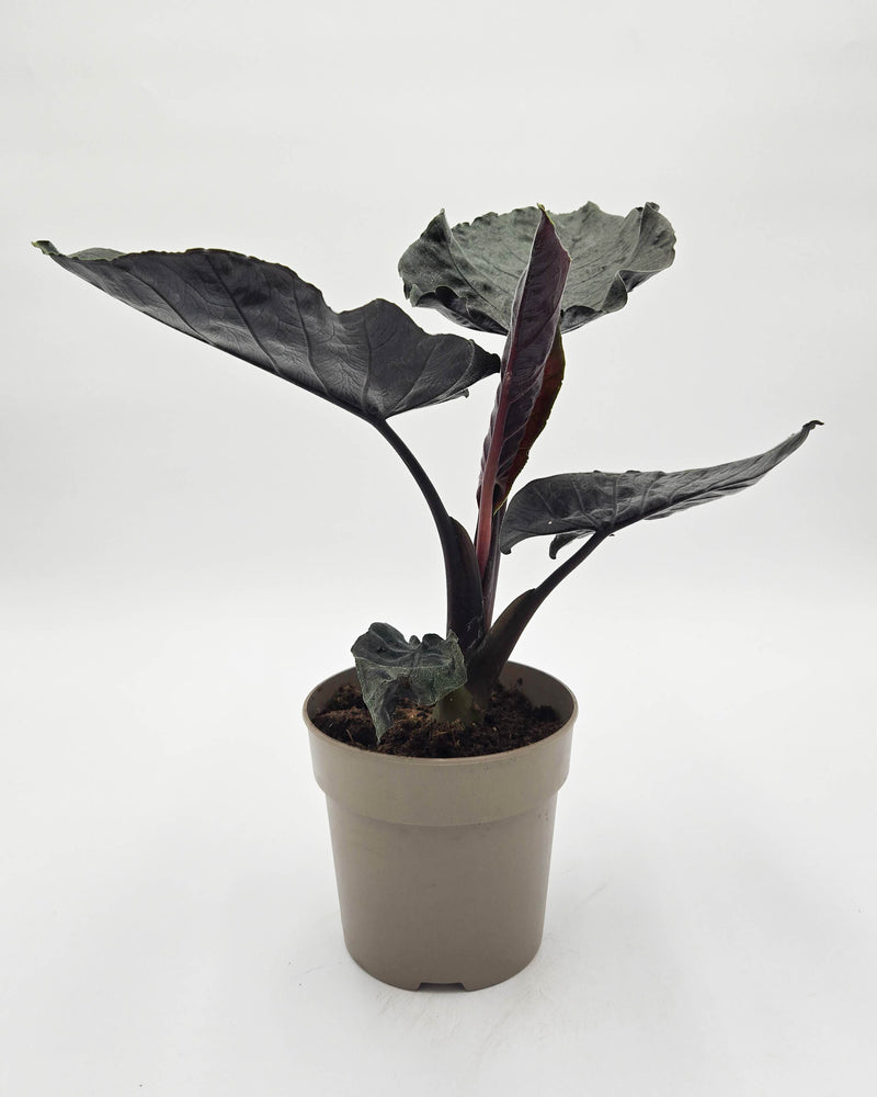 leafjoy® Mythic® Into the Night™ Jewel Alocasia (Alocasia hybrid)