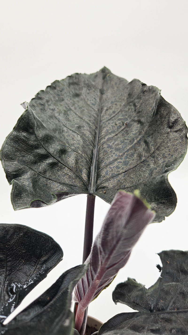 leafjoy® Mythic® Into the Night™ Jewel Alocasia (Alocasia hybrid)