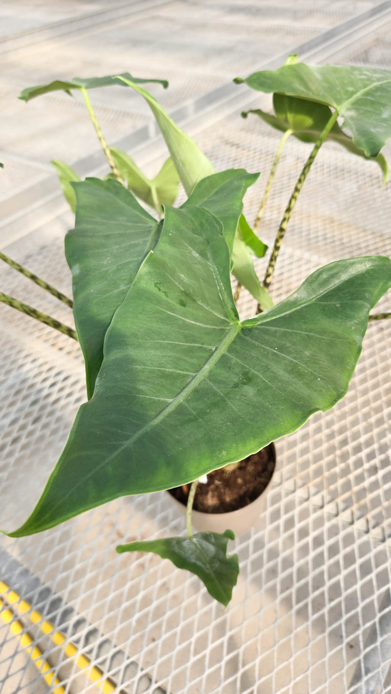 leafjoy® Mythic® Jungle Music™ Elephant Ear (Alocasia amazonica)