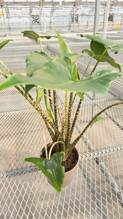 leafjoy® Mythic® Jungle Music™ Elephant Ear (Alocasia amazonica)