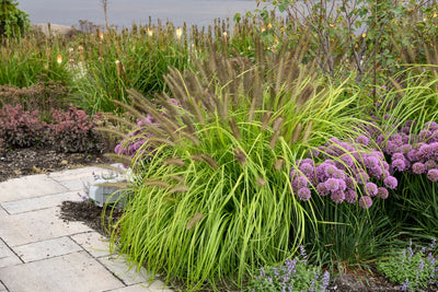 Prairie Winds® 'Lemon Squeeze' Fountain Grass (Pennisetum)