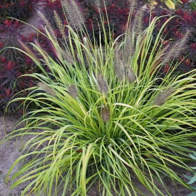 Prairie Winds® 'Lemon Squeeze' Fountain Grass (Pennisetum)