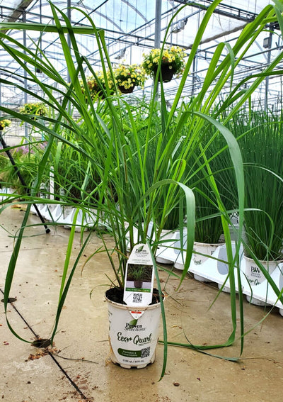 Lemony Snicket™ (Lemongrass) - New to Proven Winners Direct™