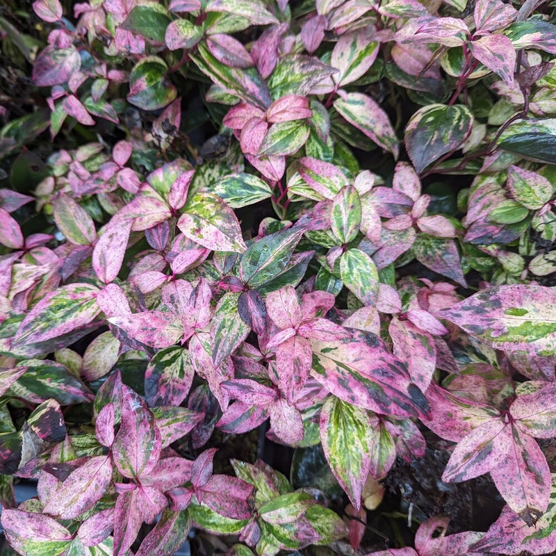 Paisley Pup™ doghobble (Leucothoe fontanesiana) - New Proven Winners® Variety 2025