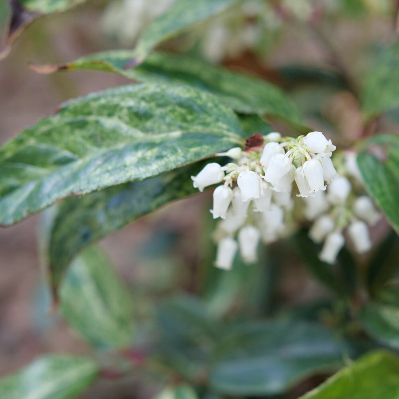 Paisley Pup™ doghobble (Leucothoe fontanesiana) - New Proven Winners® Variety 2025