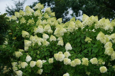 'Limelight' Panicle Hydrangea (Paniculata)