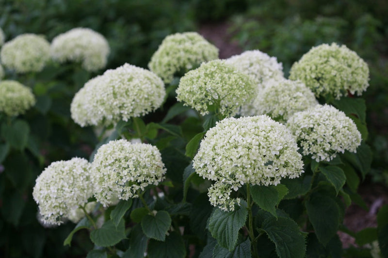 Invincibelle Limetta® Smooth Hydrangea (Arborescens)