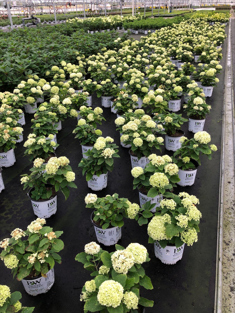 Invincibelle Limetta® Smooth Hydrangea (Arborescens)