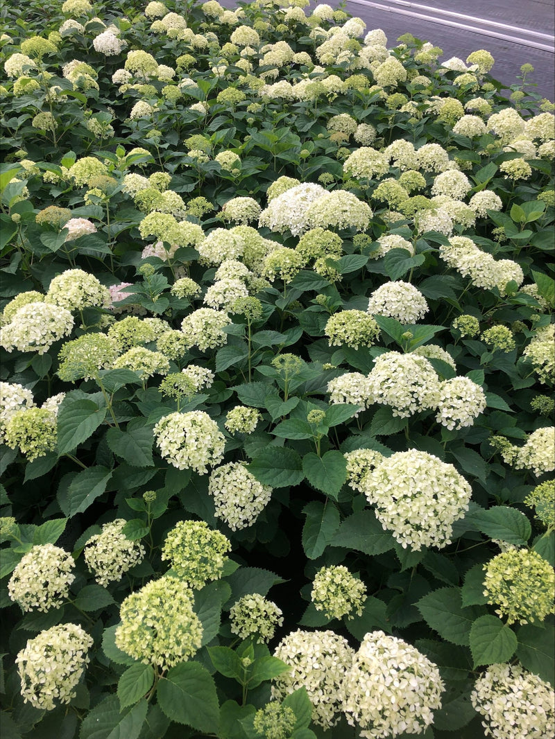 Invincibelle Limetta® Smooth Hydrangea (Arborescens)