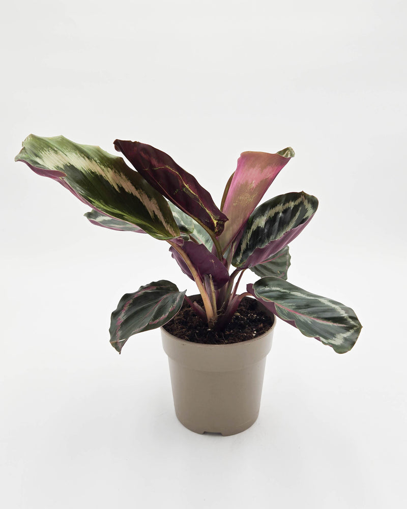 leafjoy® Color Full® Medallion Rose-Painted Calathea (Goeppertia roseopicta)