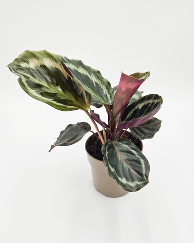 leafjoy® Color Full® Medallion Rose-Painted Calathea (Goeppertia roseopicta)