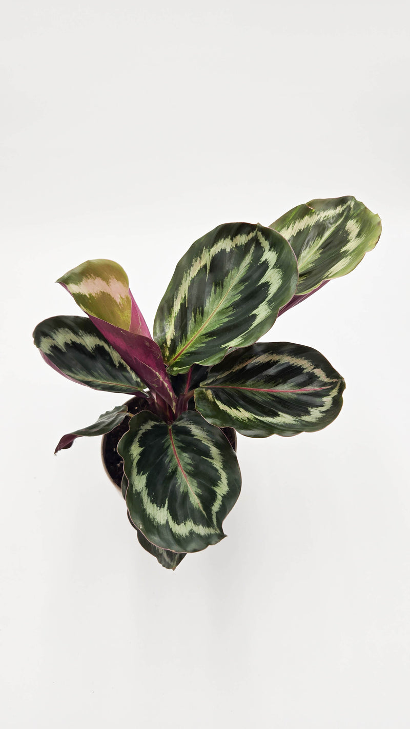 leafjoy® Color Full® Medallion Rose-Painted Calathea (Goeppertia roseopicta)