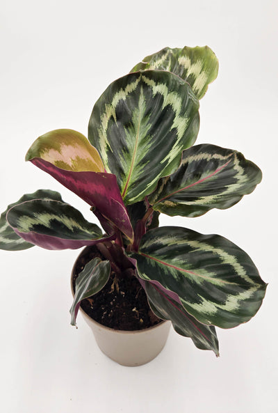 leafjoy® Color Full® Medallion Rose-Painted Calathea (Goeppertia roseopicta)