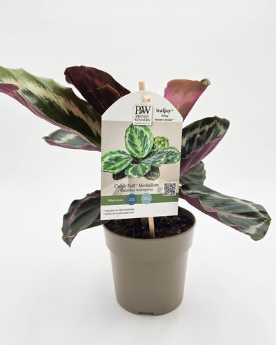 leafjoy® Color Full® Medallion Rose-Painted Calathea (Goeppertia roseopicta)