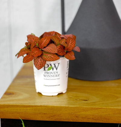 leafjoy littles™ Network News™ Media™ Nerve Plant (Fittonia albivenis) - New Proven Winners® Product 2024