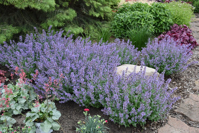 'Cat's Meow' Catmint (Nepeta)