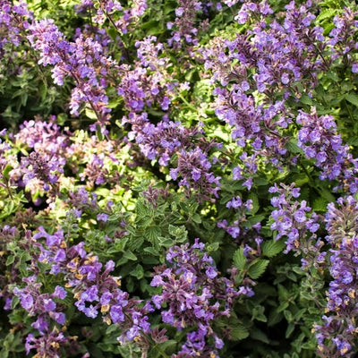 'Cat's Meow' Catmint (Nepeta)