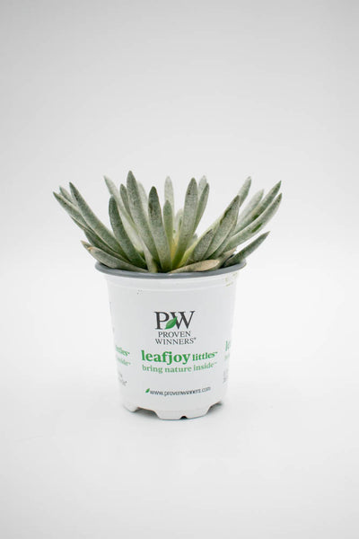 leafjoy littles™ Mirage™ Mini Mammoth™  (Senecio scaposus) - New Proven Winners® Product 2024