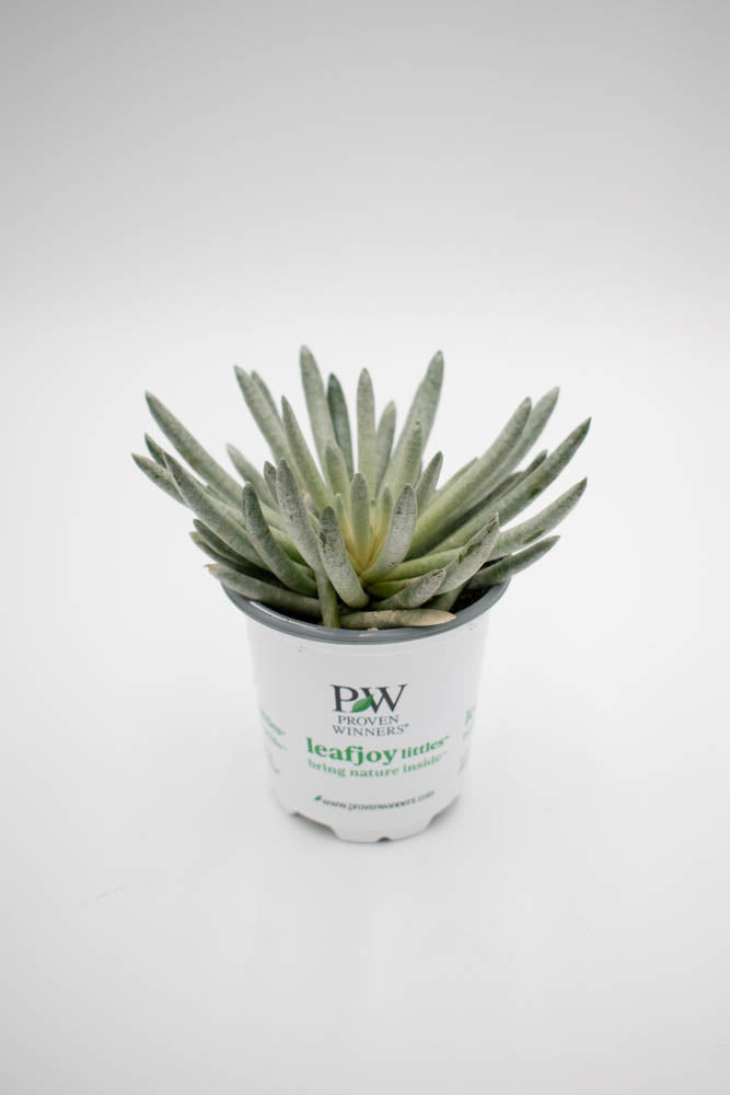 leafjoy littles™ Mirage™ Mini Mammoth™  (Senecio scaposus) - New Proven Winners® Product 2024