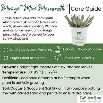 leafjoy littles™ Mirage™ Mini Mammoth™  (Senecio scaposus) - New Proven Winners® Product 2024