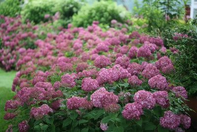 Invincibelle Mini Mauvette® Smooth Hydrangea (Arborescens)