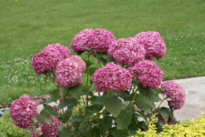 Invincibelle Mini Mauvette® Smooth Hydrangea (Arborescens)