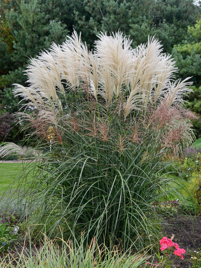 Encore Ornamental Grass (Miscanthus)