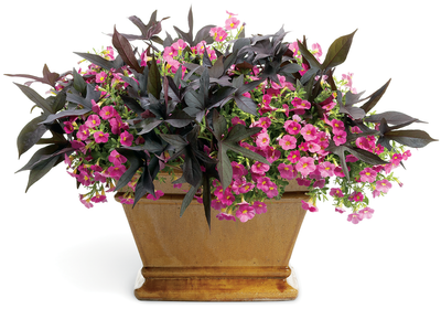 Sweet Caroline Raven™ Sweet Potato Vine (Ipomoea)