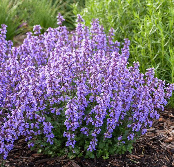 flower power lavender Flower Power #2 EZ Scape™ – Proven Winners Direct™