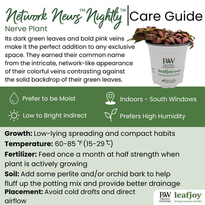 leafjoy littles™ Network News™ Nightly™ Nerve Plant (Fittonia albivenis) - New Proven Winners® Product 2024