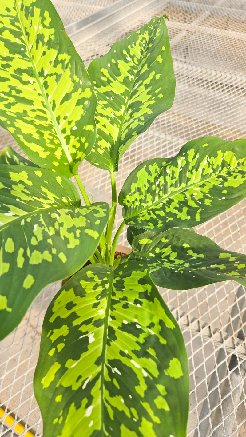 leafjoy® Catamount™ Ocelot™ Dumb Cane (Dieffenbachia hybrid)