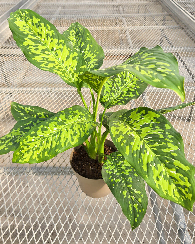 leafjoy® Catamount™ Ocelot™ Dumb Cane (Dieffenbachia hybrid)