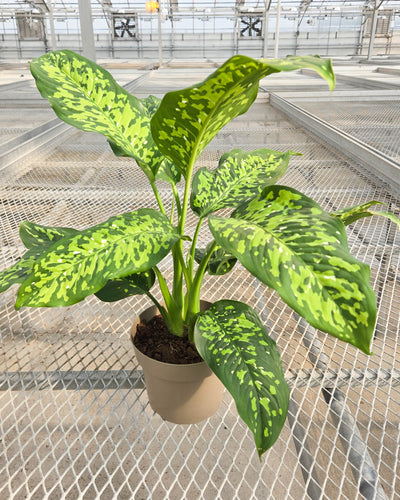 leafjoy® Catamount™ Ocelot™ Dumb Cane (Dieffenbachia hybrid)