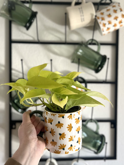leafjoy littles™ Beautifall® Off to Oz Pothos (Epipremnum aureum) - New Proven Winners® Product 2024