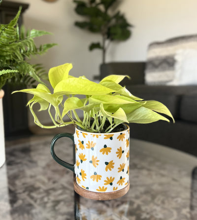 leafjoy littles™ Beautifall® Off to Oz Pothos (Epipremnum aureum) - New Proven Winners® Product 2024