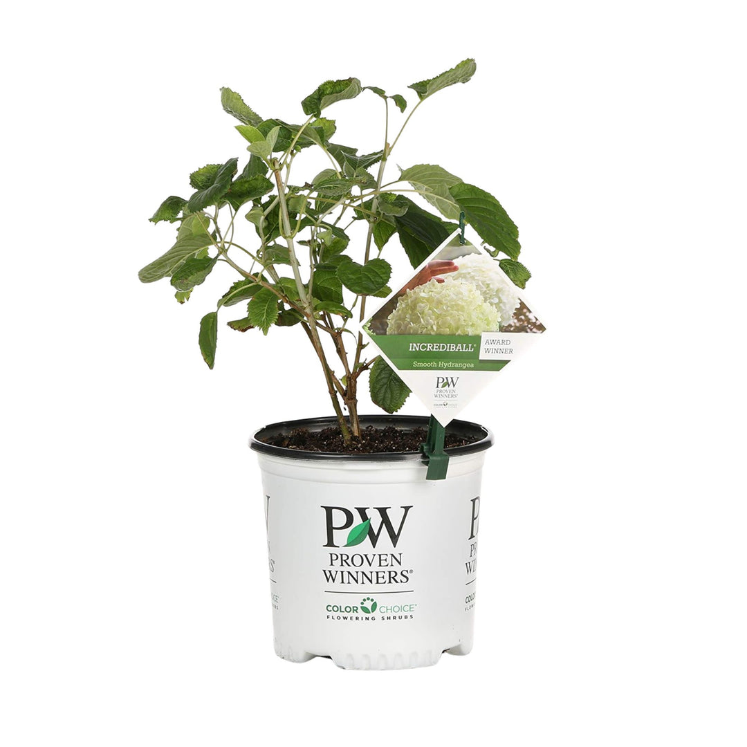 Incrediball® Smooth Hydrangea (Hydrangea arborescens)