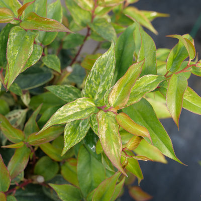 Paisley Pup™ doghobble (Leucothoe fontanesiana) - New Proven Winners® Variety 2025