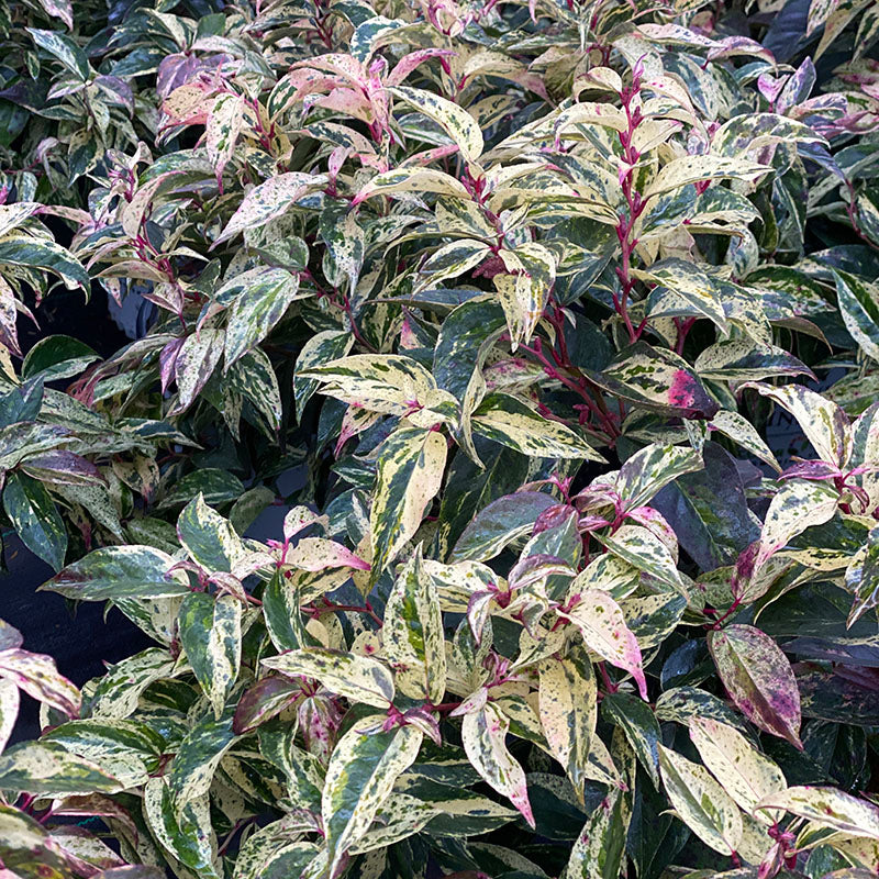 Paisley Pup™ doghobble (Leucothoe fontanesiana) - New Proven Winners® Variety 2025