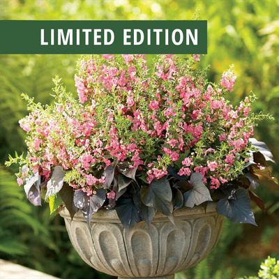 Limited Edition Angelface® Perfectly Pink Summer Snapdragon (Angelonia) 1 Gallon