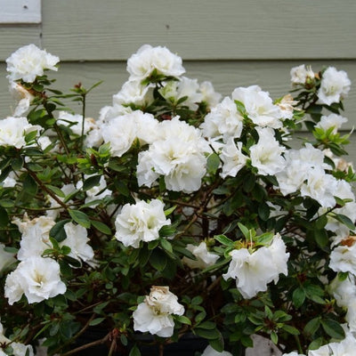 Perfecto Mundo® Double White Reblooming Azalea (Rhododendron)